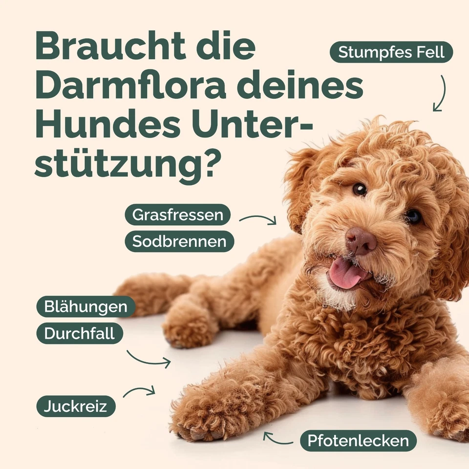 Probiotika-Mix für Hunde | Darmflora aufbauen + Immunsystem stärken | 200g - Bild 2 von 4