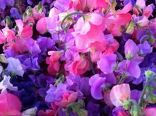 Sweet Pea Royal Mix 25 Ct Flower Annual Aroma USA FREE SHIPPING MIXED COLORS