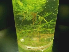 Freshwater GOLD! Instant Nitrogen Cycle! Daphnia+ Scuds+ blackworm+Plants!