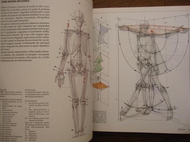 Struttura uomo in movimento Manuale di anatomia artistica