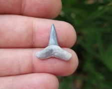 0.83" Lemon Shark Fossil Tooth Bone Valley Florida