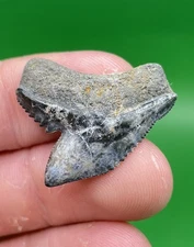 XL Unique 1.13” Florida Tiger Shark Tooth Fossil