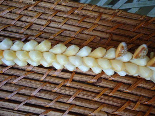 Collar de Colección Hawaiano Lei Manchado Cowrie Shell Cuerda Cuádruple Playa Polinesia - Imagen 4 de 12