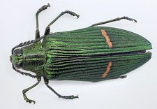 Buprestidae, Catoxantha opulenta, A2, 49 mm, Tabuan, #BP275