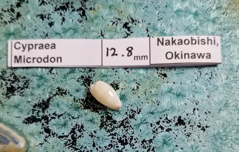 Cypraea Microdon Shell Private Collection