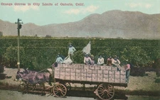 Ontario, CA Horse-Drawn Wagon With Workers Atop Boxes of Oranges,  1910 Postcard