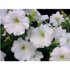 50 GRAINES DE PÉTUNIA BLANC + CADEAU GRATUIT