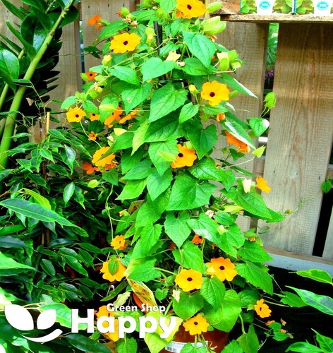 CLIMBING FLOWERS - Vines - Thunbergia Morning Glory Sweet Pea - Flower seeds - Picture 81 of 121
