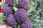 Purple Sprouting Broccoli Seeds, NON-GMO, Heirloom, Variety Sizes, FREE SHIP