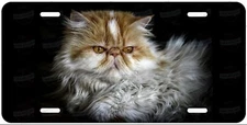 Persian Cat Posing Personalized Custom License Plate Tag For Car ATV Moped Bike
