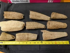 Loofah sponges: All natural, organically grown in Ohio USA
