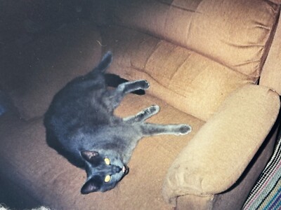 2W Photograph Cute Kitty Cat Grey Cat Relaxing On Recliner Chair 2000's