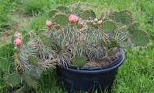 Prickly Pear Cactus, Opuntia, Cold Hardy, Ruffled Pink Flower's
