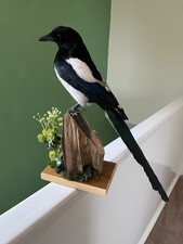 Taxidermy Magpie ,This Is Not A Protected Species