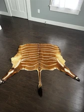 Bongo Antelope Deer Hide