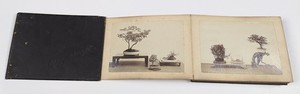 MEIJI JAPAN Bonsai Tree Photo Album 28 Antique Japanese Garden Photographs 1890s