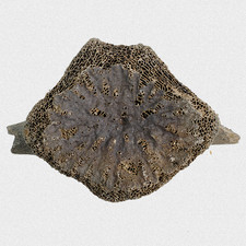 Fossil Walfisch Wirbelkörper Cetacea Tertiär Neogen Miozän