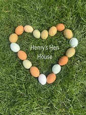 12 Colorful Backyard Mixed Hatching Eggs NPIP