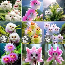 New Flower Faced Cat Orchid Seeds Are Full Of Fragrant Potted Garden Plants