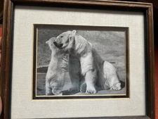 Vintage Polar Bear And Cub Framed Photo 12x9”