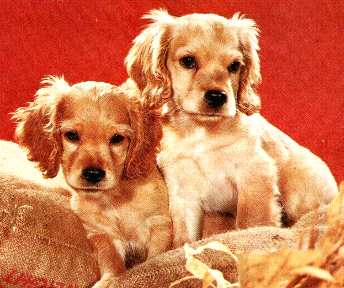 Cute Cocker Spaniel Puppies, Wet Nose Puppy Dogs 