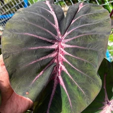 Colocasia Live Bulb Saochiangmai New Hybrid Free Phytosanitary Certificate