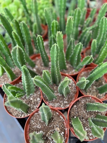 STAPELIA GIGANTEA ' STARFISH" SUCCULENTS RARE In 4” Pot - Picture 3 of 3