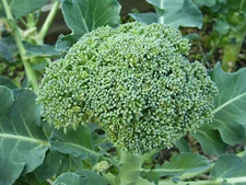 Broccoli De Cicco Seeds, Cruciferous, NON-GMO, Variety Sizes, FREE SHIPPING