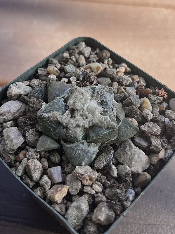 Ariocarpus hybrid seed taproot cactus
