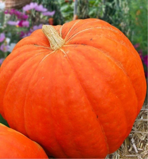 5 Graines POTIRON ATLANTIC GIANT Citrouille Record Graine Géante Pour Concours - Photo 1/1