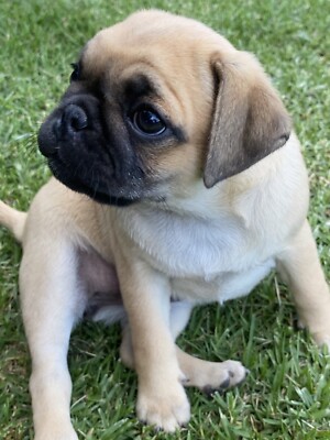 royal canin toy poodle