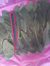 2026 Mullein FRESH LEAVES HERB smoke tea health benefits