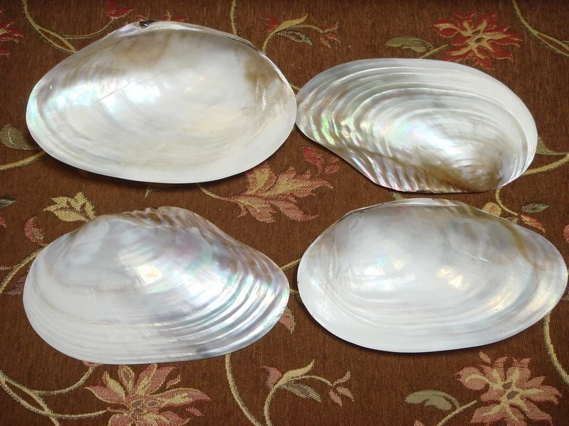 4 PCS WHITE GIANT POLISHED MUSSEL DISH SEA SHELL 8