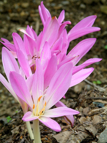 15 graines COLCHIQUE D'AUTOMNE(Colchicum Automnale)G584 NAKED LADIES SEEDS SAMEN - Afbeelding 1 van 1