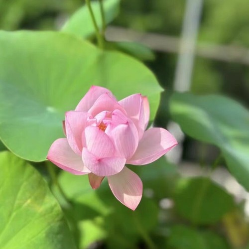 10-50 Miscela Di Semi Di Loto Acqua Nelumbo Giglio Bonsai Fiore Nucifera ☆ - Picture 11 of 23