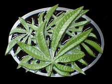 MARIJUANA LEAVES POT LEAF BELT BUCKLE COLORED NEW 