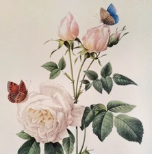 P. J. Redoute Flowers Bengale The Hymenee Botanical Art Print Book Plate 123