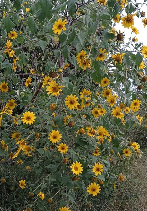 30 de Semillas de Árbol mexicano de girasoles - Tithonia diversifolia - girasol