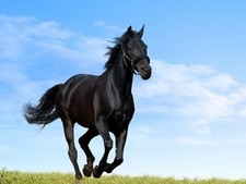 Shark Cartilage Powder for Horses 5KG