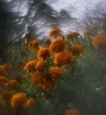 KMZ Helios 44M-4 58mm F/2 Petzval Modification Dreamy Swirly Bokeh M42 lens