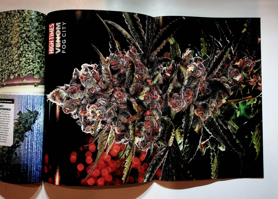 2021 October High Times Magazine Cannabinoid Science Cannabis Cancer Ice T Foto 4 de 4