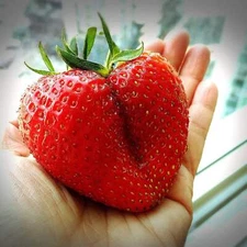 15 GIANT STRAWBERRY Fragaria JuneBearing Huge Red Berry Fruit White Flower Seeds