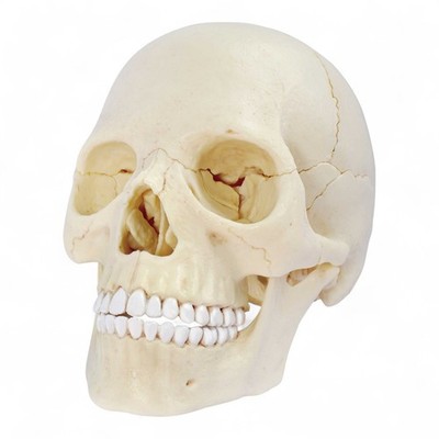 Menschliche Anatomie explodierter Schädel 3D Modell/Puzzle