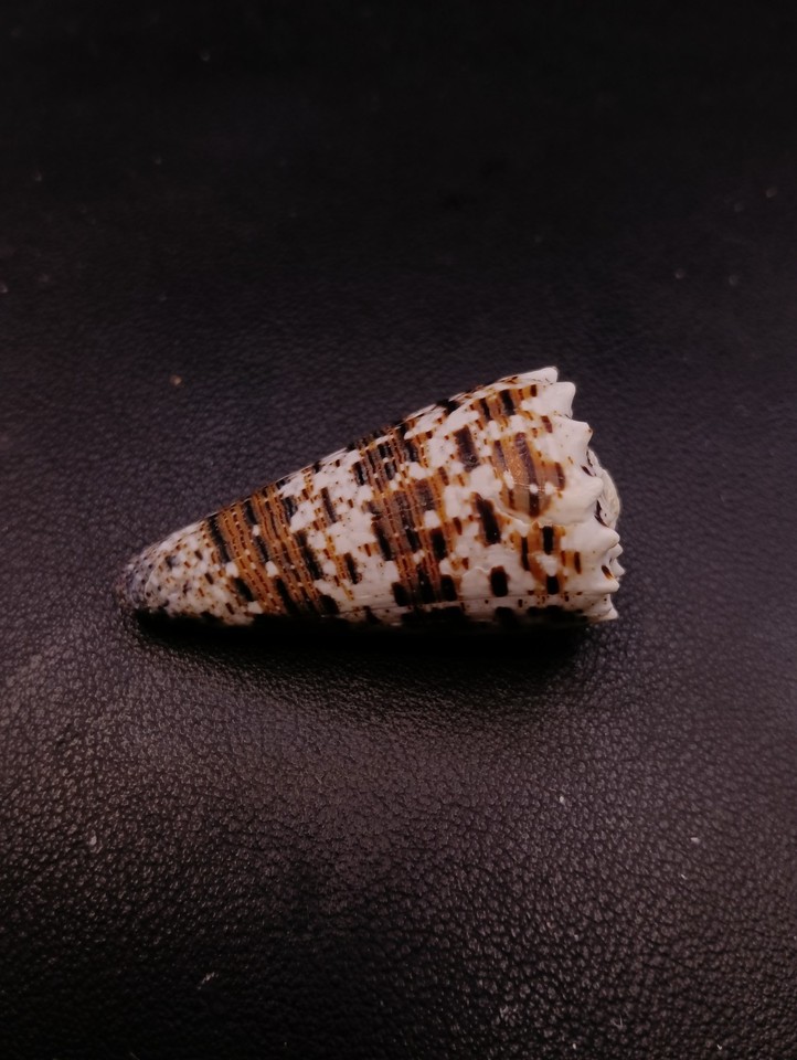 Concial Shell Conus imperialis 49mm cone seashell. collection Sea shell. #18117 ...