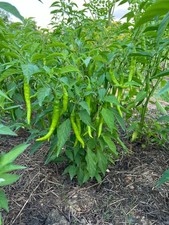 New 2026 Hot Chilli Pepper - Guntur - 25 Seeds - Non GMO - Free Shipping