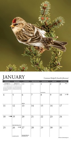 Backyard Birds 2026 7" x 7" Mini Wall Calendar - Picture 3 of 5