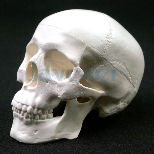 PVC Mini Cráneo Anatomía Anatómica Humana Cabeza Modelo Médico Conveniente - Imagen 2 de 8