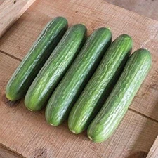 Katrina F1 Hybrid Cucumber Seeds (25+ Seed Package)