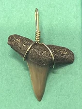 SHARK TOOTH PENDANT Fossilized 1 Inch Upper LEMON Shark Tooth 