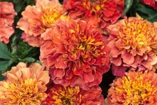 French Marigold Seeds ‘Strawberry Blonde’ – 20 Seeds – 